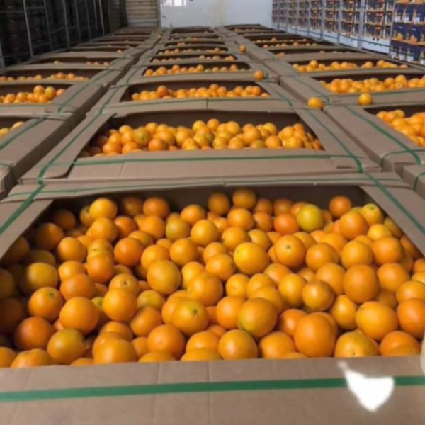 Supplies orange for british marine 600x600